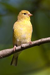 American Goldfinch