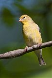 American Goldfinch