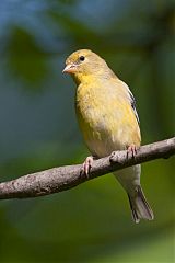 American Goldfinch