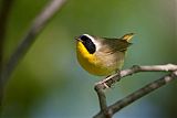 Common Yellowthroatborder=