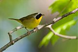 Common Yellowthroatborder=