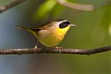 Common Yellowthroatborder=