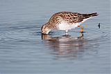 Pectoral Sandpiper