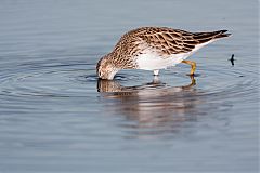 Pectoral Sandpiper