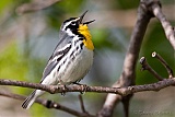 Yellow-throated Warbler (male)