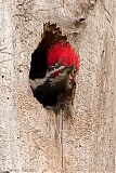 Pileated Woodpecker (male) in nest cavity