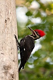 Pileated Woodpecker (male)