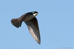 Tree Swallow