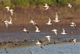 Peep sandpipers in flight