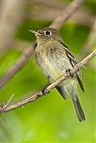 Yellow-bellied Flycatcherborder=