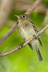 Yellow-bellied Flycatcher