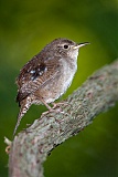 House Wren