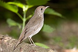 Gray-cheeked Thrush