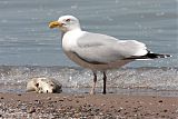 Herring Gullborder=