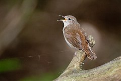 House Wren