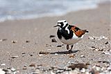 Ruddy Turnstone