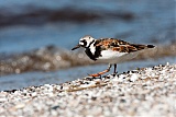 Ruddy Turnstone