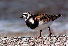 Ruddy Turnstone