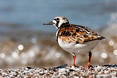 Ruddy Turnstone