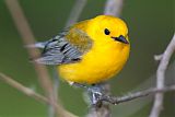 Prothonotary Warbler