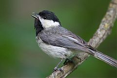 Carolina Chickadee