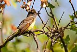 Great Crested Flycatcherborder=