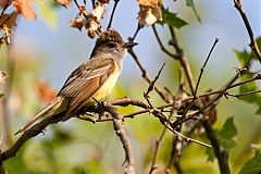 Great Crested Flycatcher