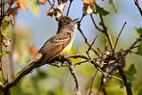 Great Crested Flycatcherborder=