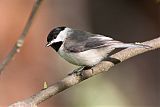 Carolina Chickadee