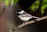 Carolina Chickadee