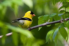 American Goldfinch