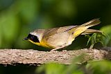 Common Yellowthroatborder=