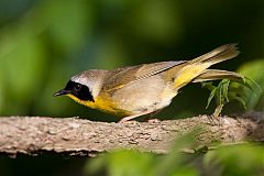 Common Yellowthroat