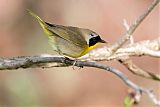 Common Yellowthroatborder=