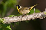 Common Yellowthroatborder=