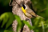 Common Yellowthroatborder=