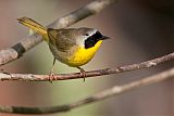 Common Yellowthroatborder=