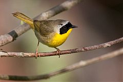 Common Yellowthroat