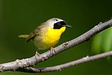 Common Yellowthroatborder=