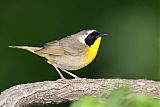 Common Yellowthroat