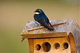 Tree Swallow