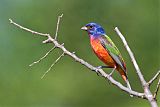 Painted Bunting