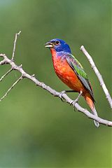 Painted Bunting