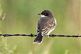 Eastern Kingbirdborder=