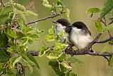 Eastern Kingbird