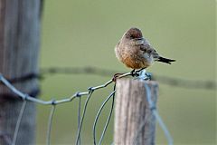 Say's Phoebe