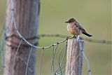 Say's Phoebe