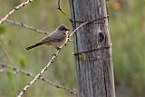 Say's Phoebe