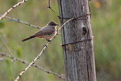 Say's Phoebe