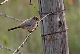 Say's Phoebe